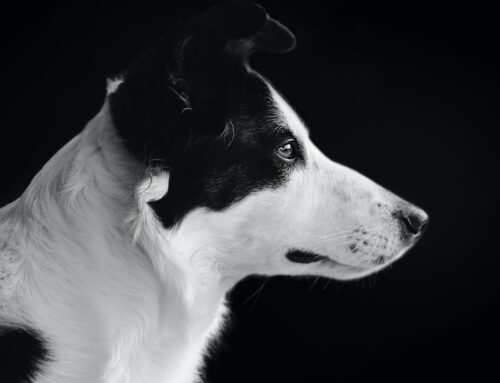 A Dog’s Life