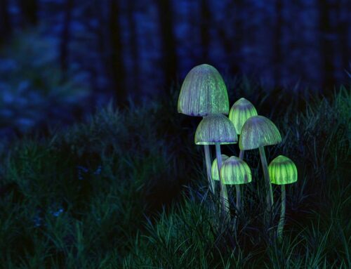 The Wild, Neural Effect of Psilocybin