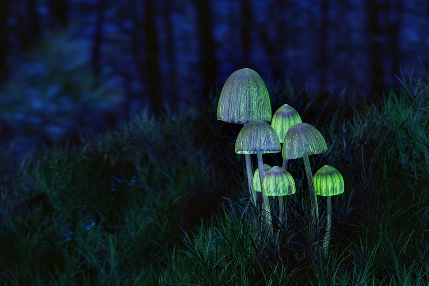 Magic mushrooms