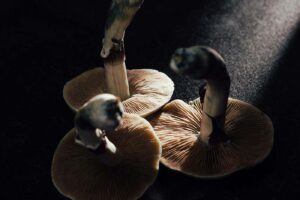 Psilocybin causes massive brain changes