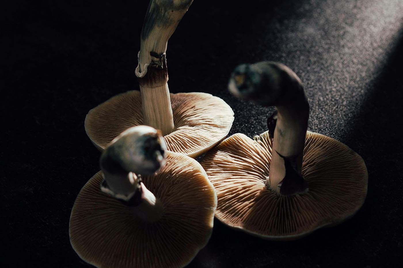 Psilocybin causes massive brain changes