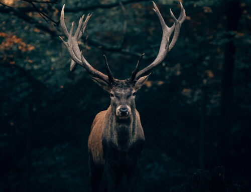 My Vision Quest and the Elk